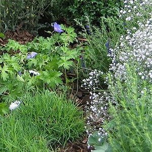 Blühende Blumen in einem Garten